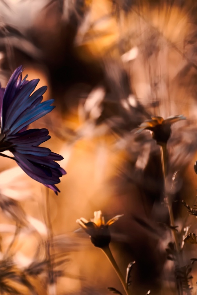 Василек в поле