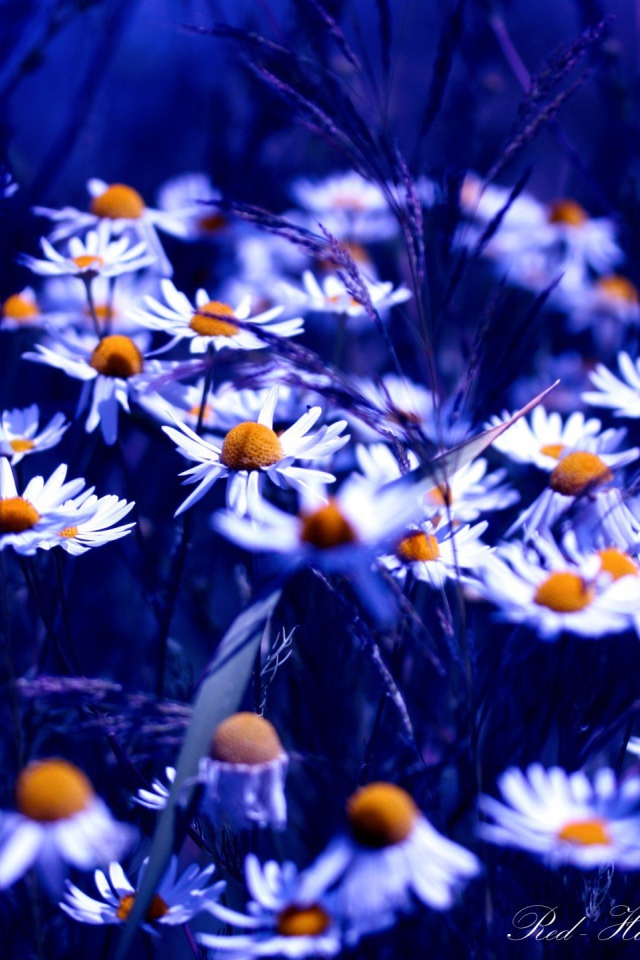 Ромашки в синем свете