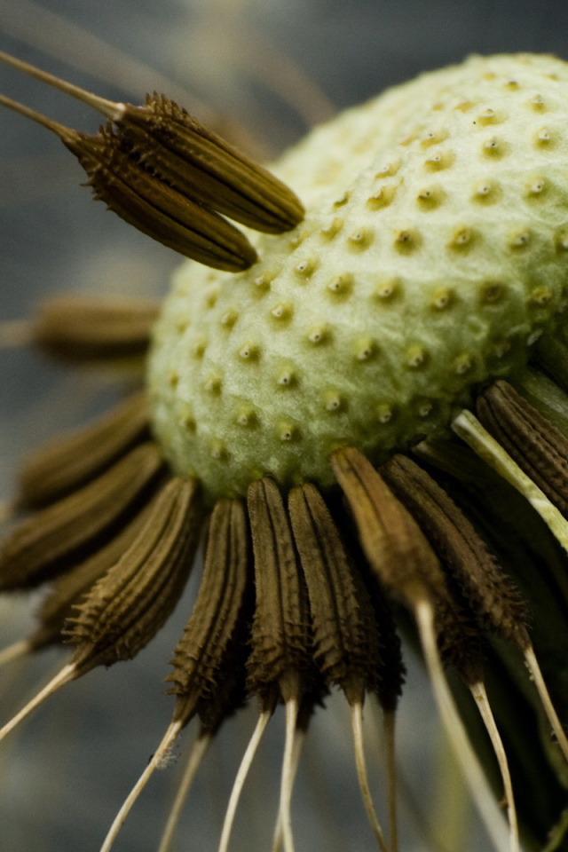 Семена одуванчика на стебле