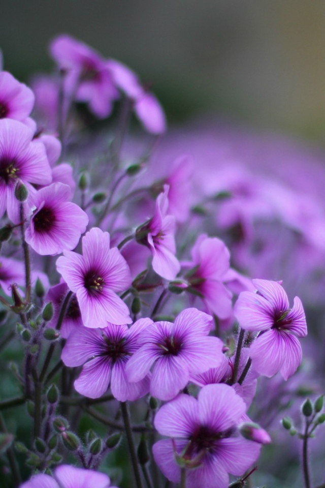 Нежные цветы герани