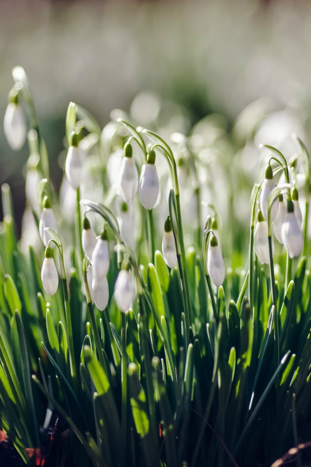 Нежные подснежники Галантус