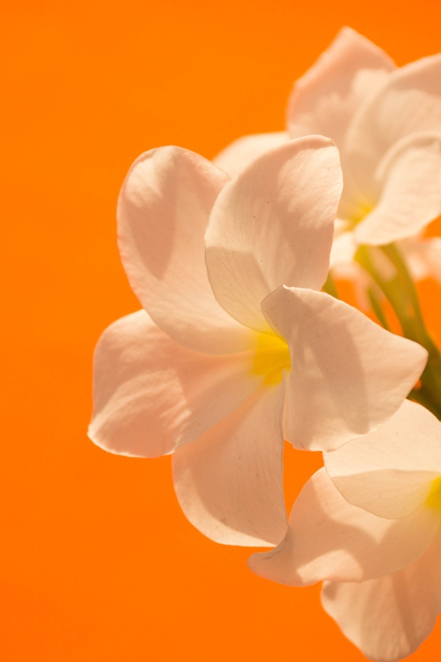 Нежные белые цветы на оранжевом фоне