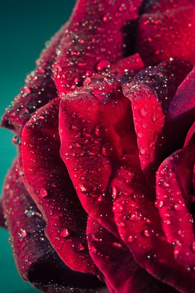 Роса на лепестках красной розы