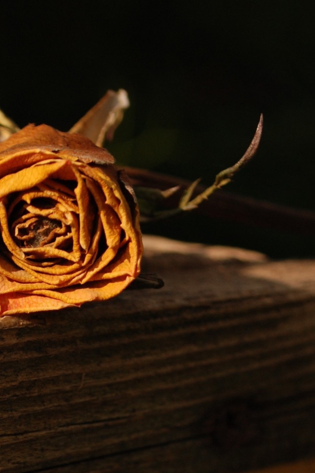 Засохшая оранжевая роза