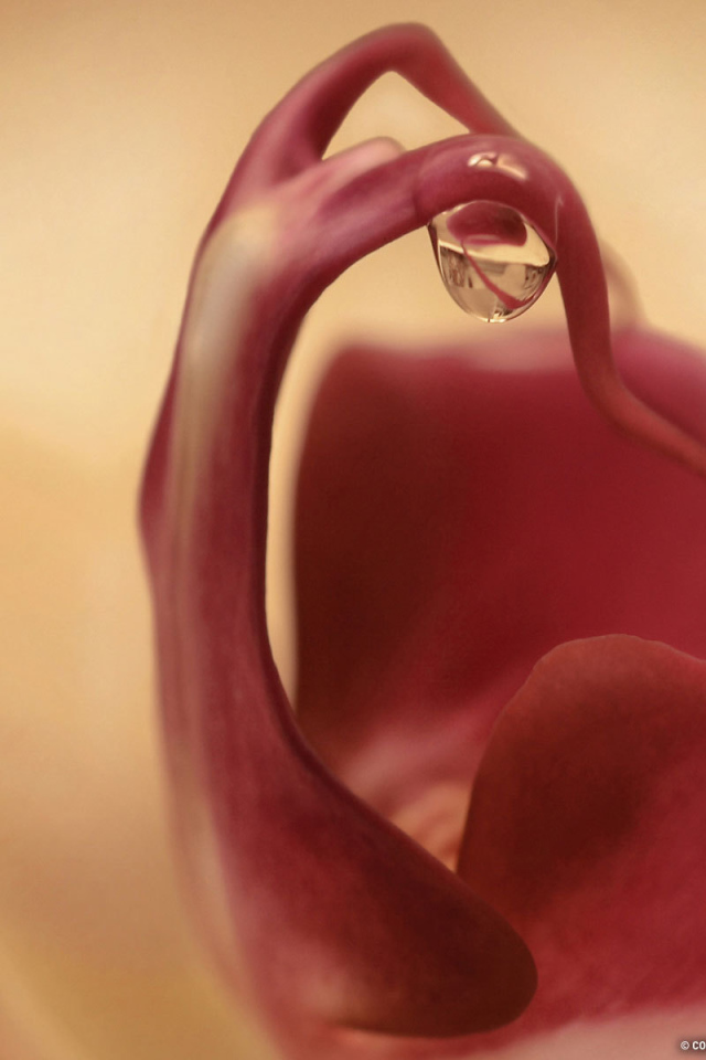 Капля на цветке орхидеи