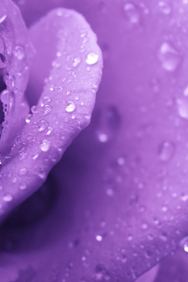 Капли росы на фиолетовой розе