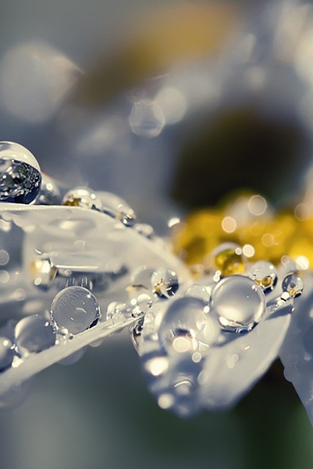 Капли воды на полу прозрачных лепестках цветка