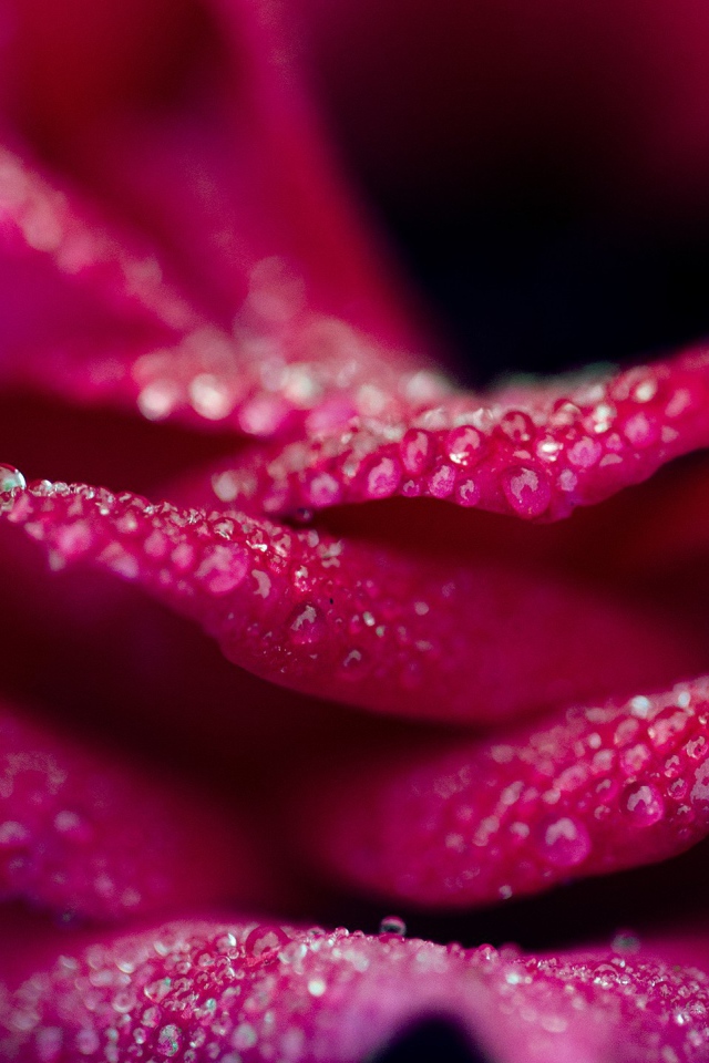 Капли на лепестках розовой розы