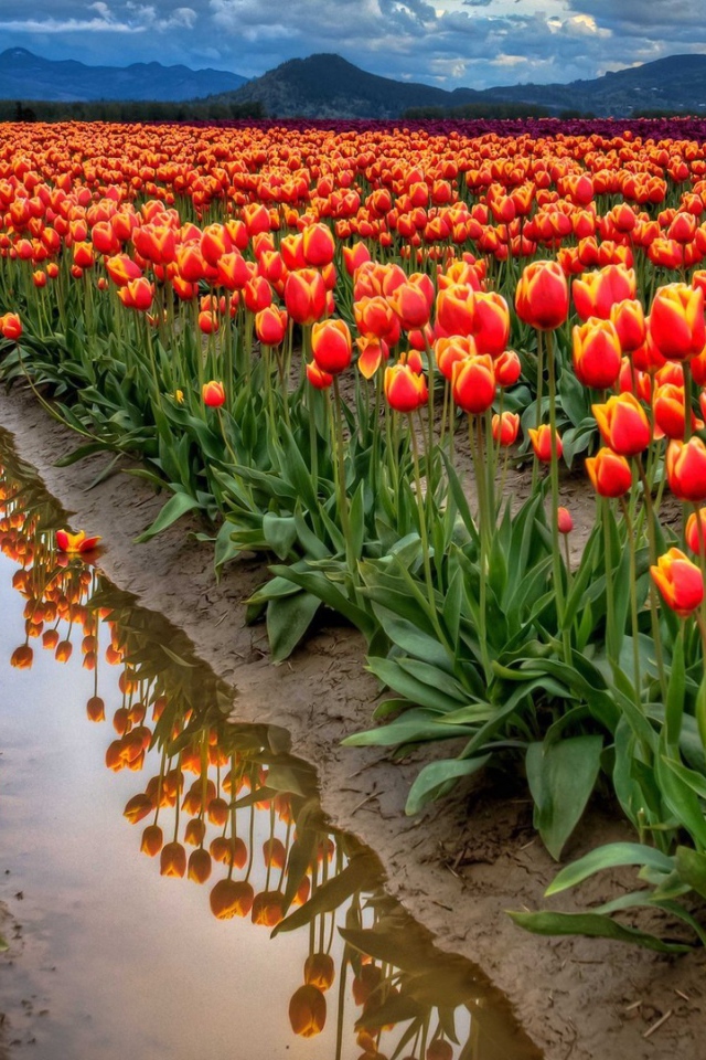 Поле тюльпанов после дождя