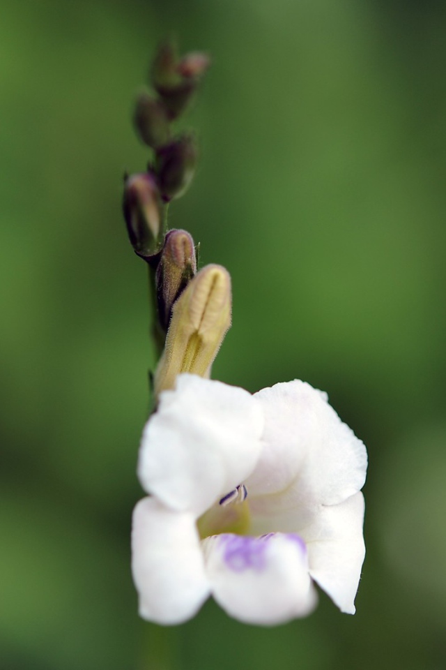 Цветок только что распустился