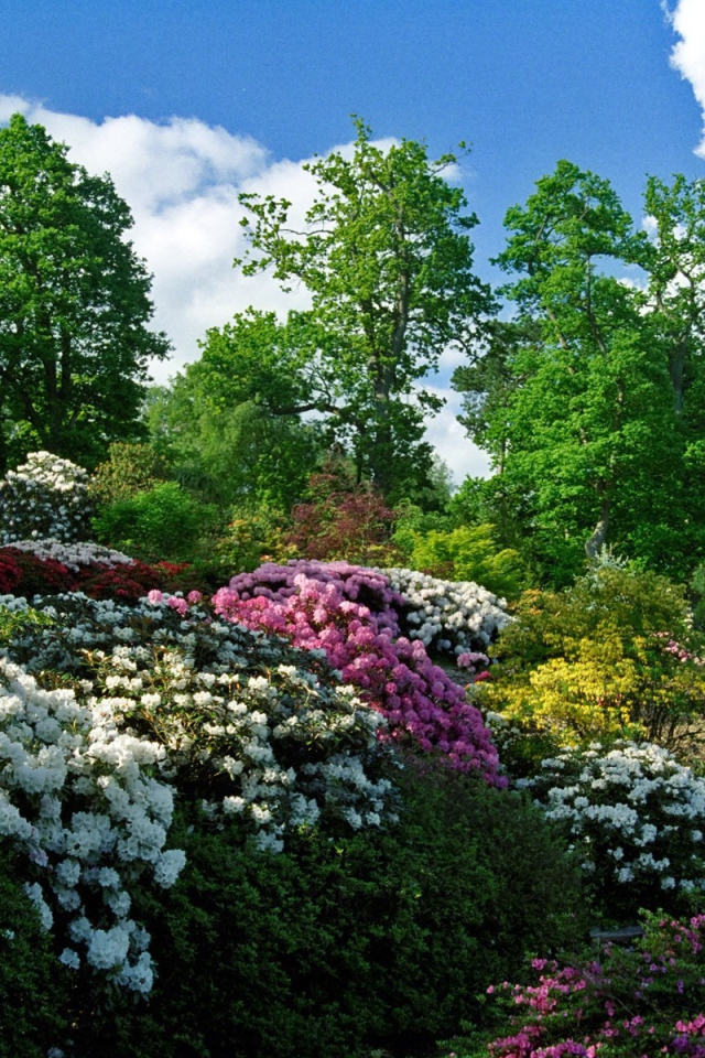 Цветущие кусты в весеннем саду