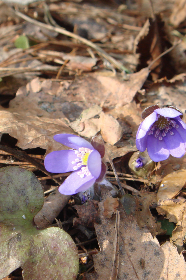 Цветки подснежники