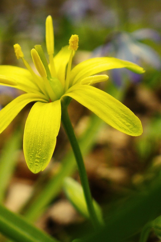 Зелено желтый цветок