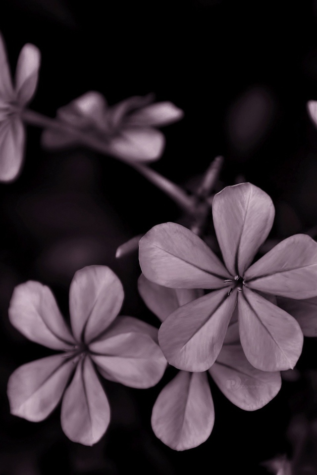 Серые цветы на черном фоне