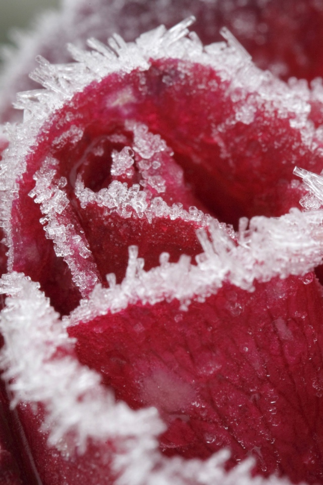 Иней на лепестках розы