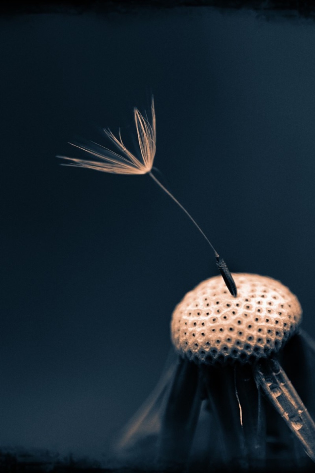 Последний зонтик на одуванчике