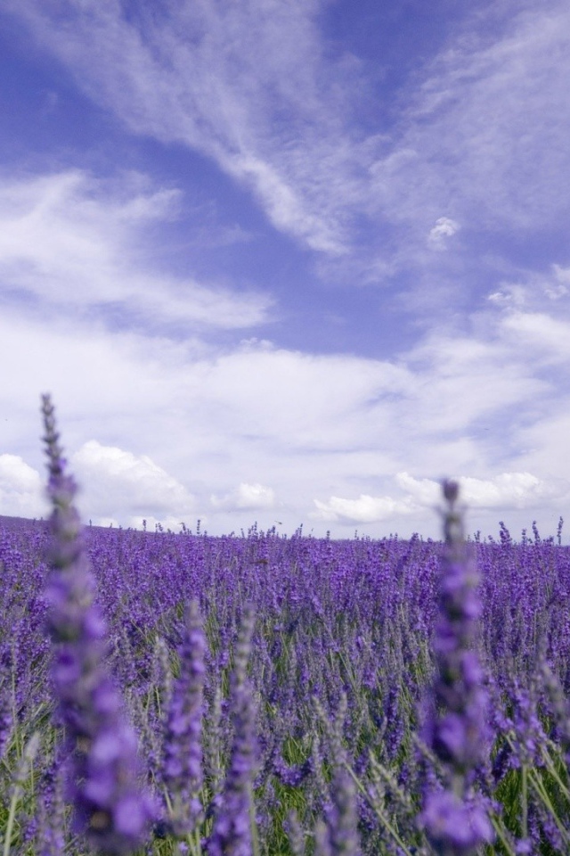 Цветы лаванды под облачным небом