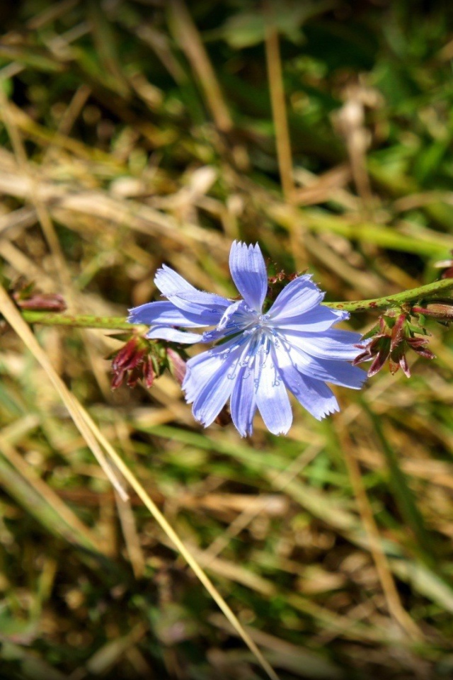 Одинокий голубой цветок цикория