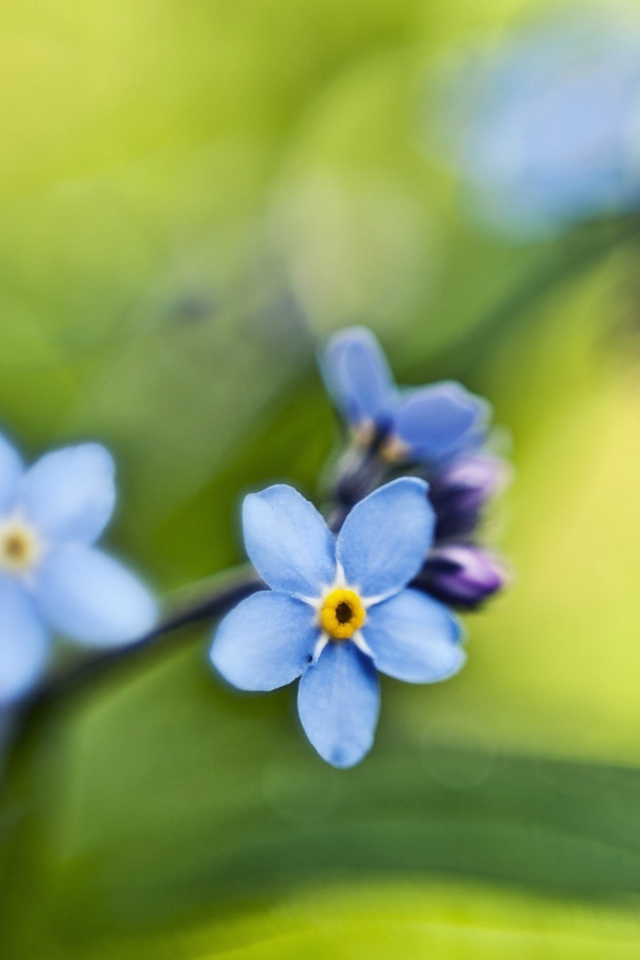 Незабудки на зеленом листе