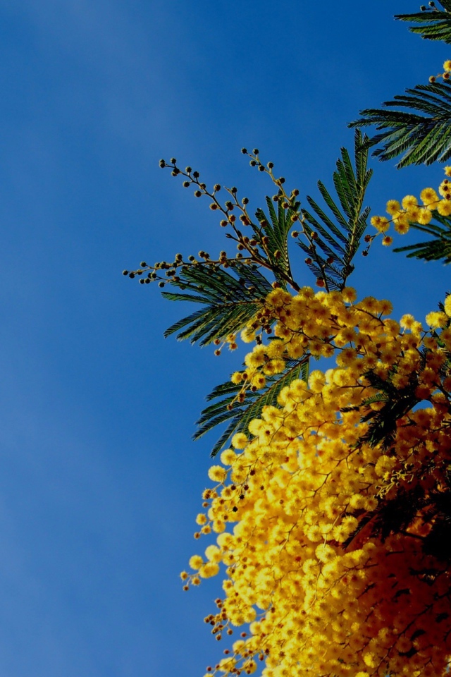 Цветы мимозы на фоне неба