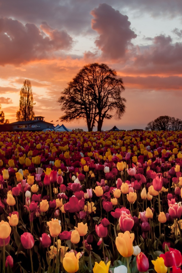 Смешанное поле с желтыми и розовыми тюльпанами