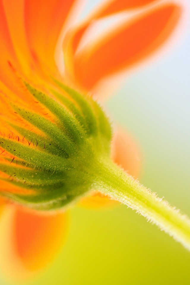 Бутон оранжевого цветка