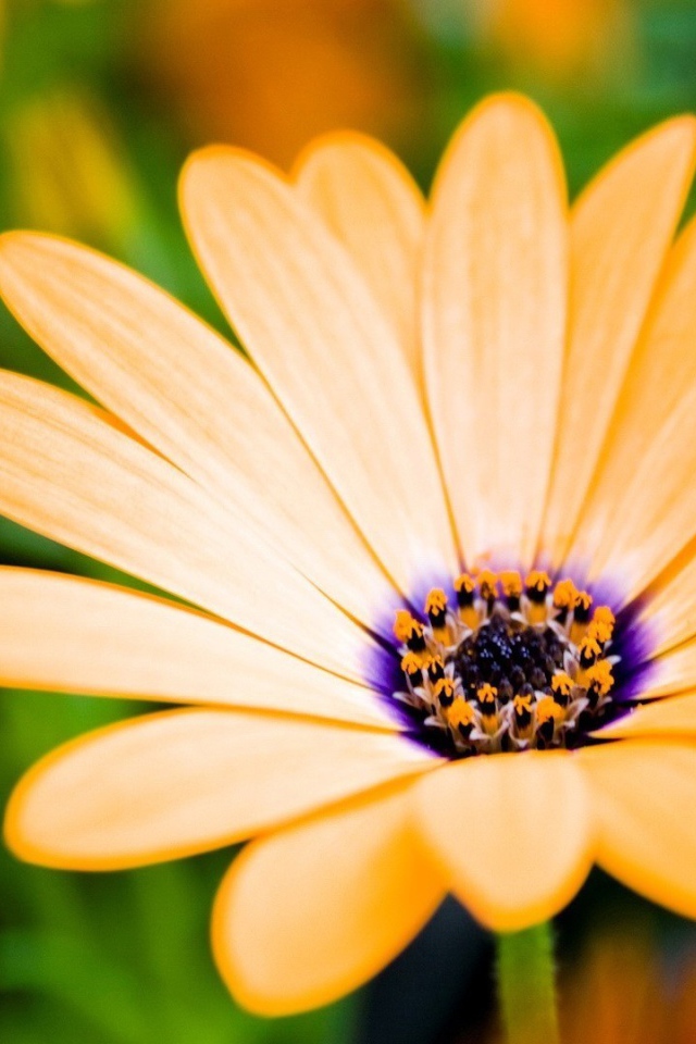 Оранжевый цветок распахнул бутон навстречу солнцу