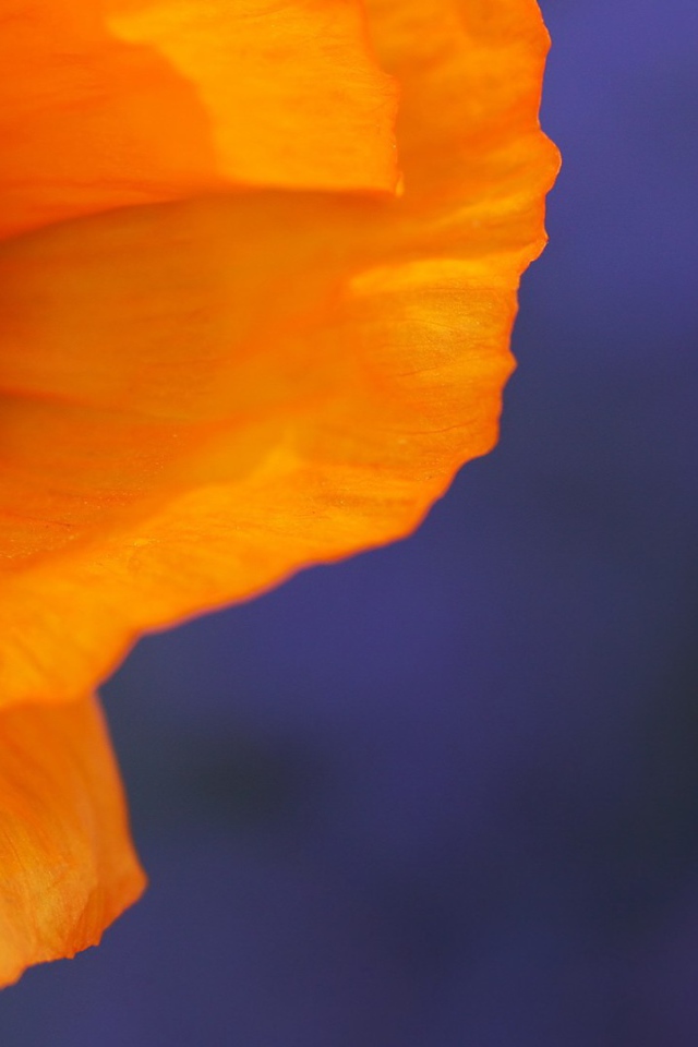 Оранжевый цветок на голубом фоне