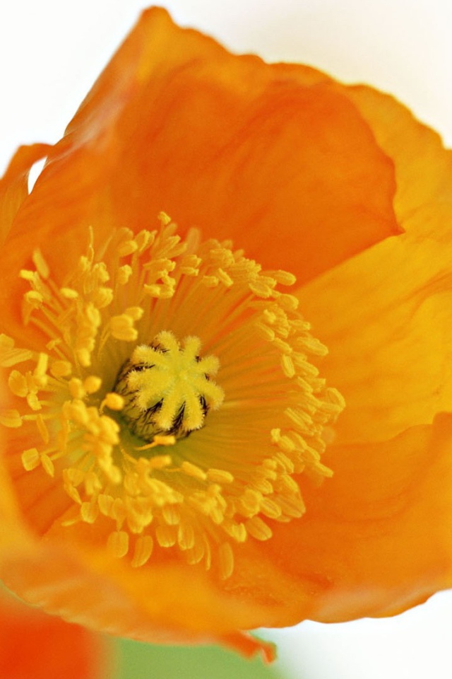 Оранжевый цветок на белом фоне