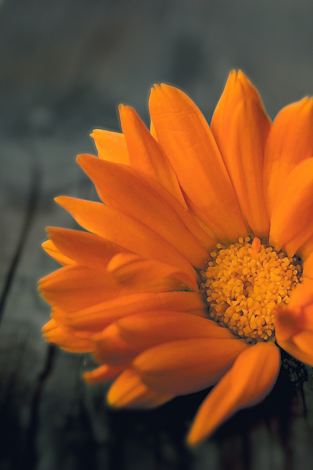 Оранжевый цветок на деревянной доске