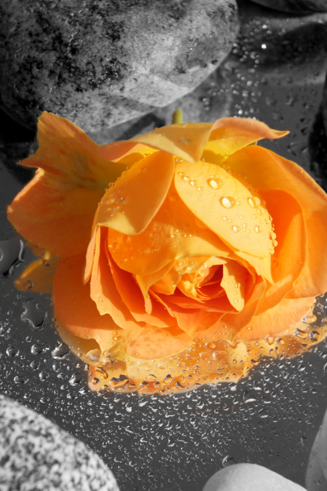 Оранжевая роза среди камней в воде