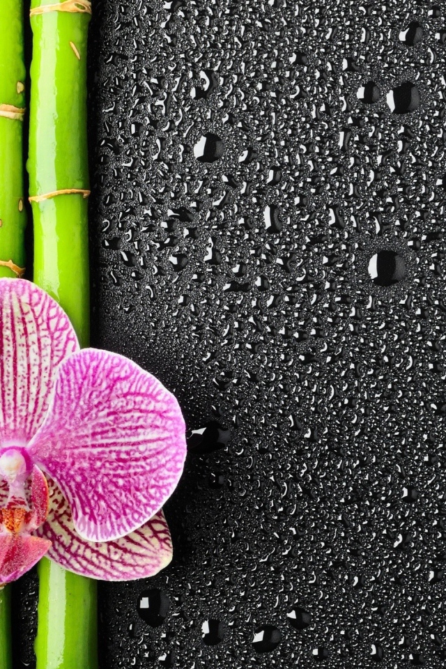 Орхидея на бамбуковых палочках