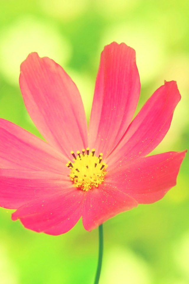 Розовая ромашка на зеленом фоне