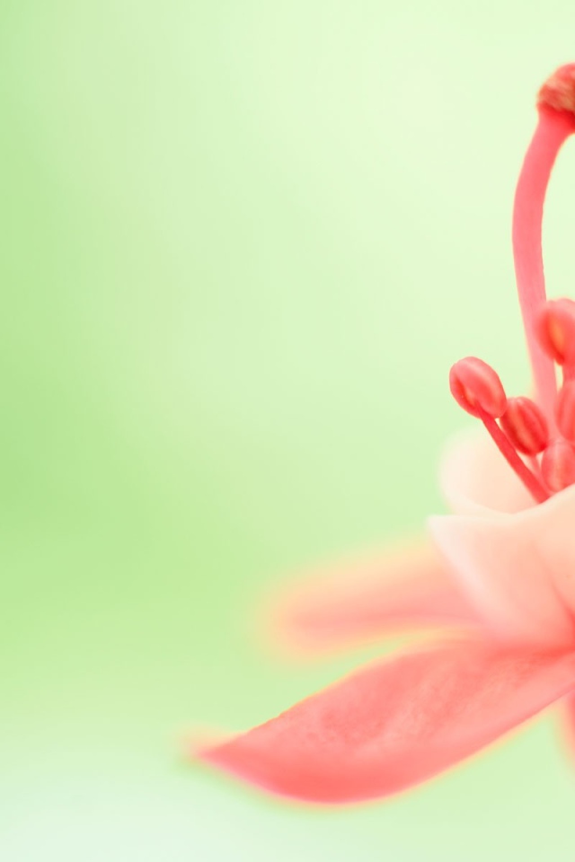 Тычинка розового цветка