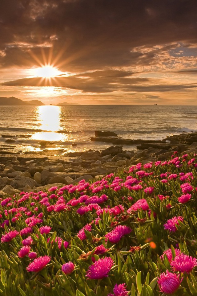 Розовые цветы у берега моря на закате