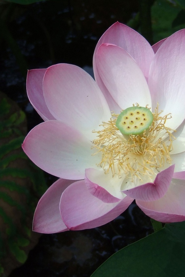 Розовая лилия на воде