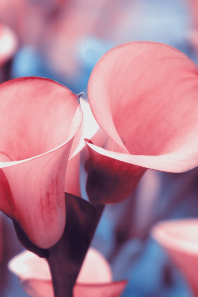 Розовые лилии с красной каймой