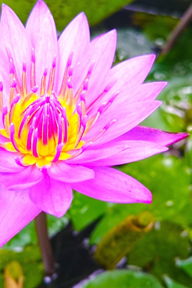 Розовый лотос на Шри-Ланке