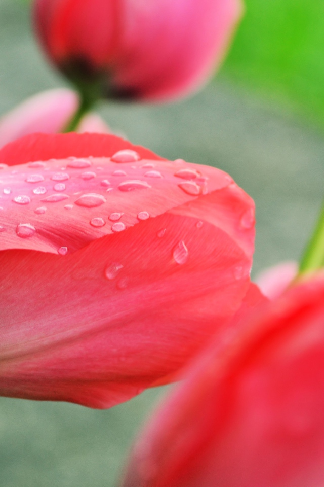 Розовый тюльпан после дождя