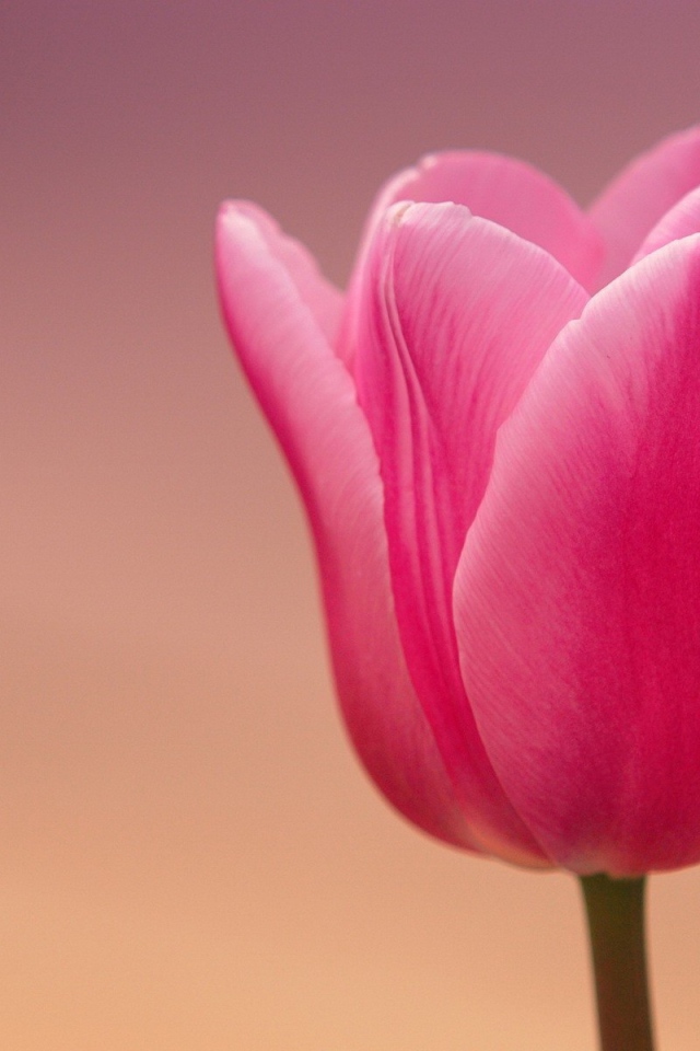 Розовый тюльпан на розовом фоне