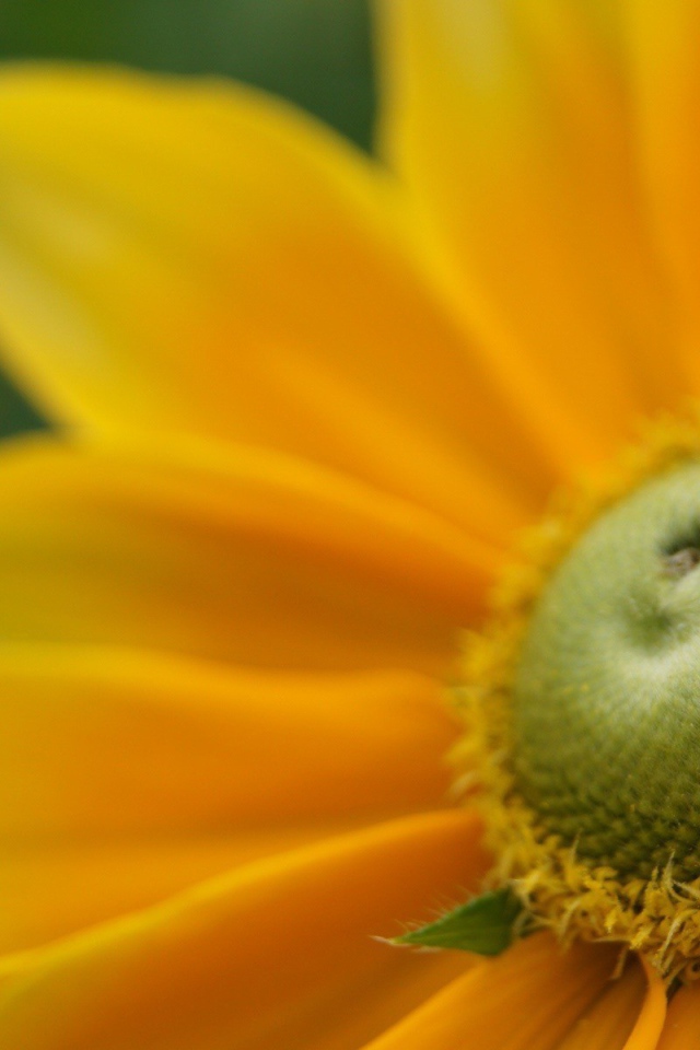 Пыльца внутри желтого цветка