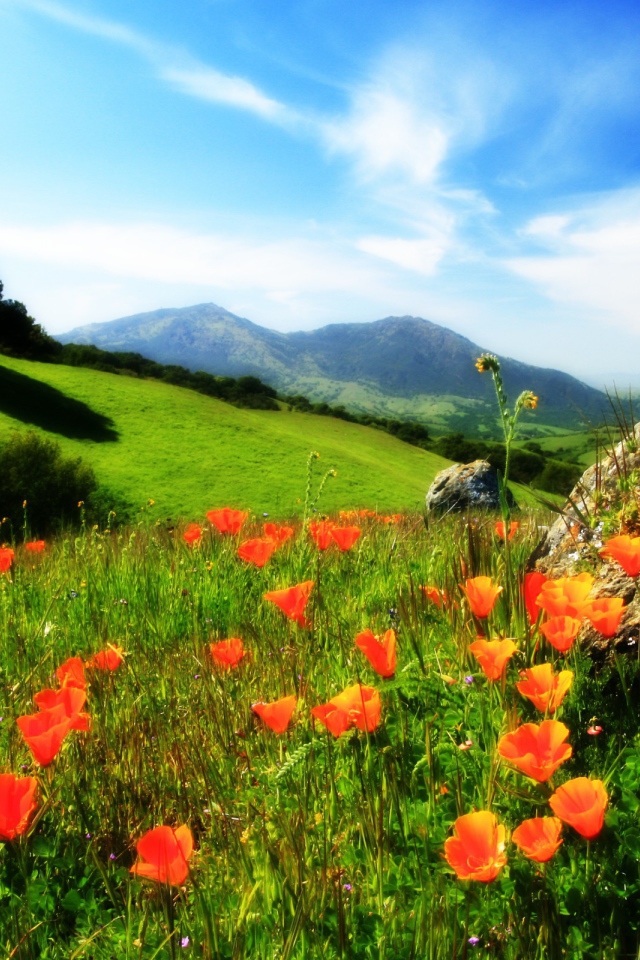 Маки у камня в горах