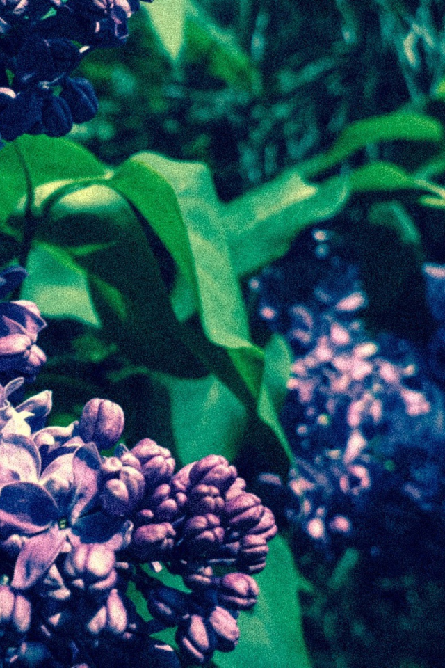 Сиреневые бутоны цветов сирени