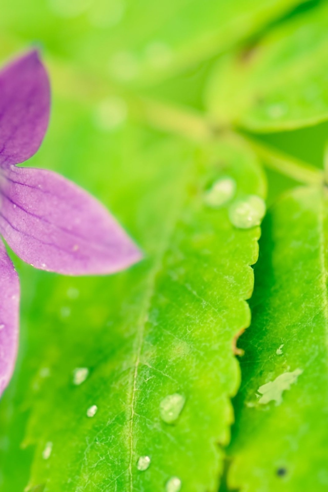 Фиолетовый цветок на мокрых листьях