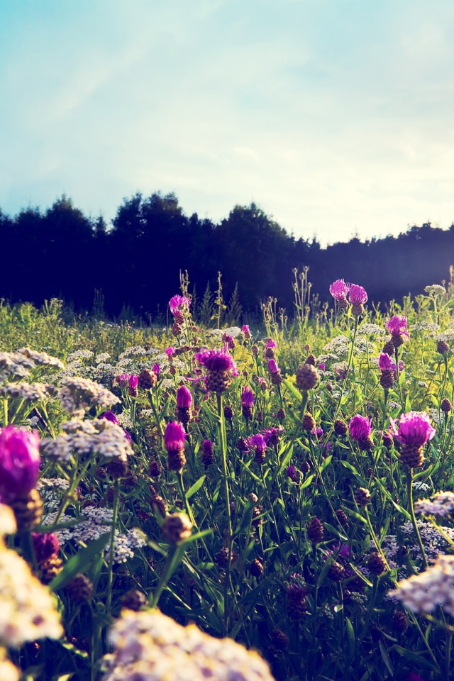 Фиолетовые цветы среди камней