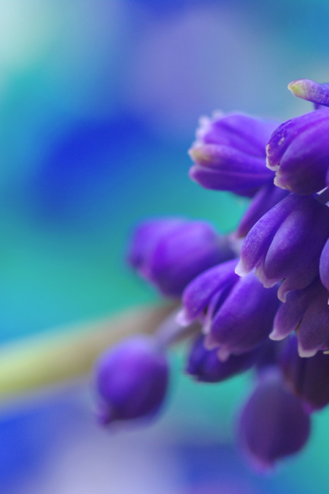 Фиолетовые цветы собраны в кисть