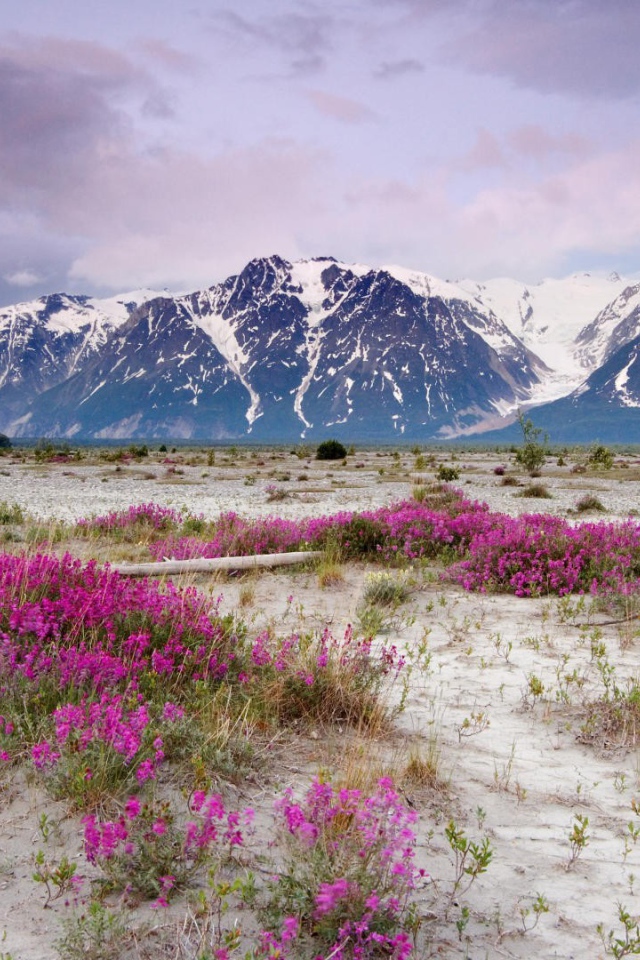 Сиреневые цветы на песке в горах
