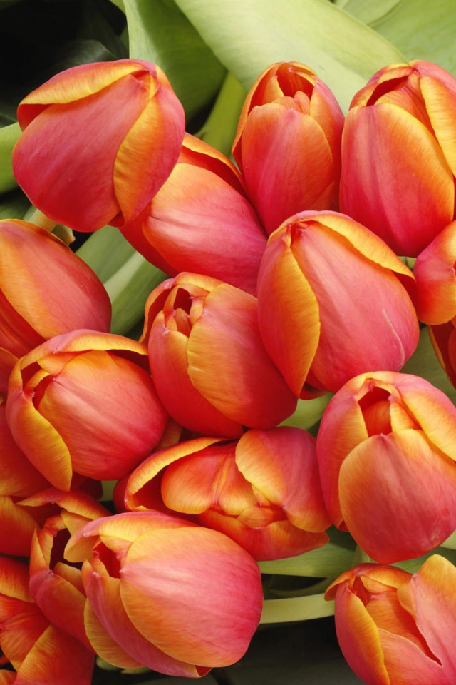 Красно желтые тюльпаны