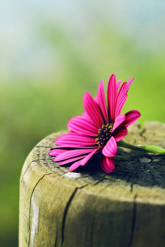 Красный цветок лежит на гладком пеньке