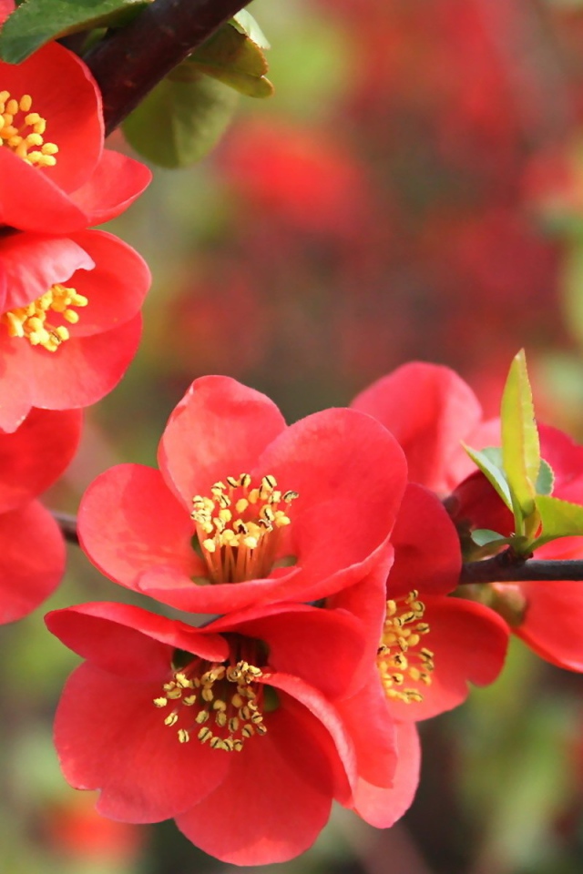 Красные цветы на дереве